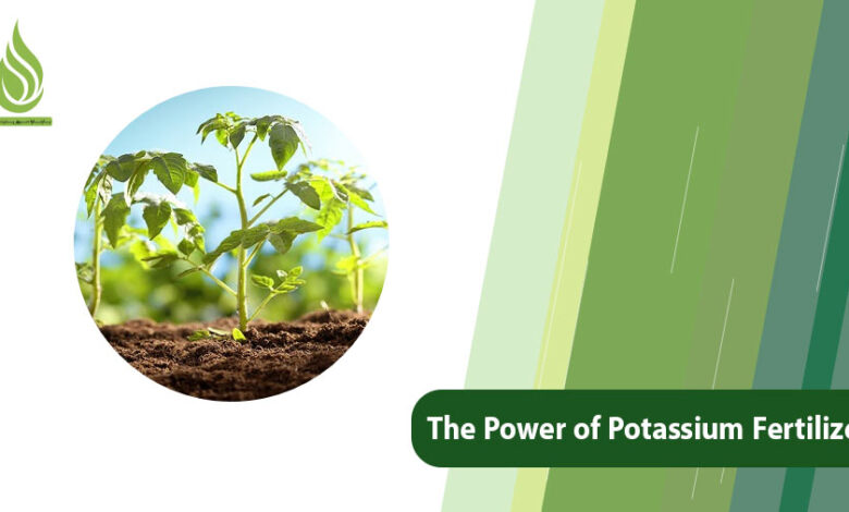 تصویر Unlocking Growth: The Power of Potassium Fertilizer