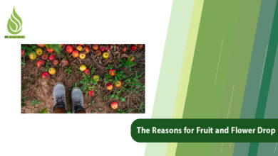 تصویر What are The Reasons for Fruit and Flower Drop and Its Solutions?