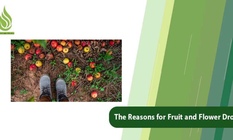 تصویر What are The Reasons for Fruit and Flower Drop and Its Solutions?