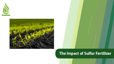 تصویر The Impact of Sulfur Fertilizer on Saline and Calcareous Soils