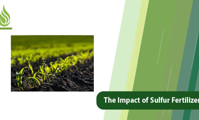 تصویر The Impact of Sulfur Fertilizer on Saline and Calcareous Soils