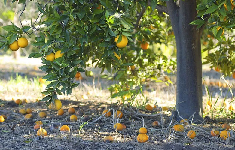 controlling fruit and flower drop