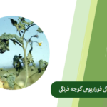 بررسی راهکار کنترل پژمردگی فوزاریومی گوجه فرنگی