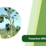 Fusarium Wilt of Tomato: Causes & Ammonium Sulfate Solutions