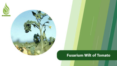 تصویر Fusarium Wilt of Tomato: Causes & Ammonium Sulfate Solutions