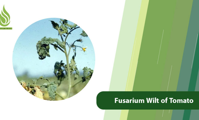 تصویر Fusarium Wilt of Tomato: Causes & Ammonium Sulfate Solutions