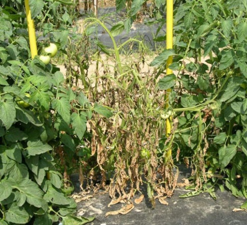 Causes of fusarium wilt of tomato