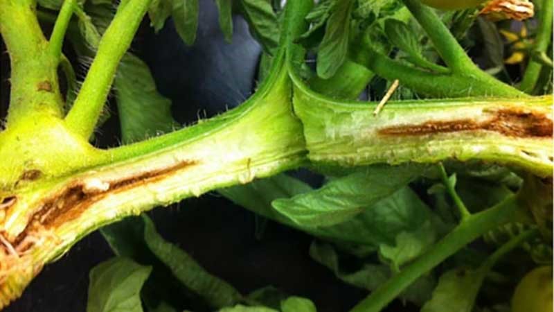 Fusarium wilt control of tomato