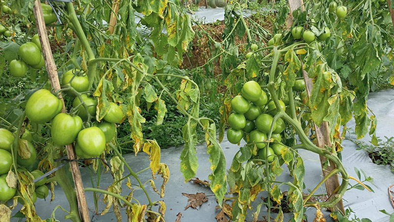 Symptoms of Fusarium Wilt of Tomato