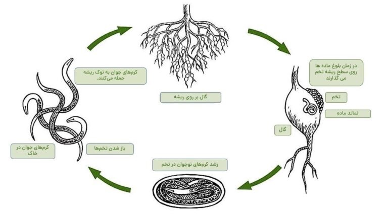 چرخه رشد و شیوع بیماری نماتد