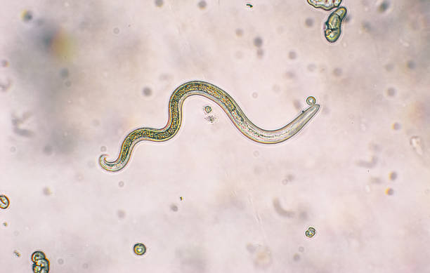 Root-Knot Nematode Disease introduction