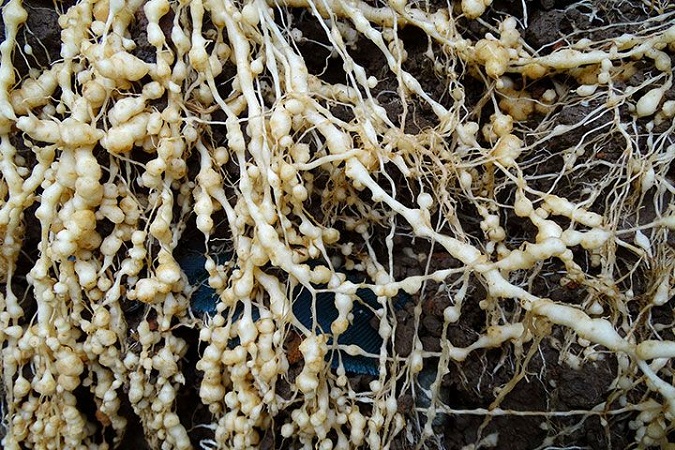 Root-Knot Nematode Disease