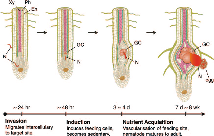 Root-Knot Nematode Disease process