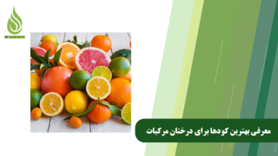 تصویر بهترین کود درخت پرتقال: کدام کود برای تقویت درختان مرکبات عالی است؟