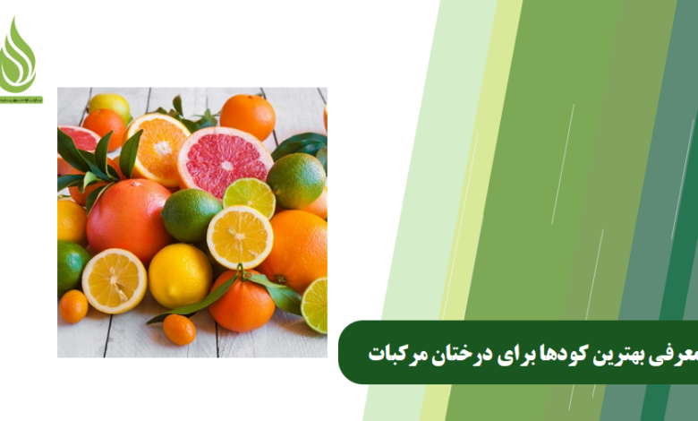 تصویر بهترین کود درخت پرتقال: کدام کود برای تقویت درختان مرکبات عالی است؟