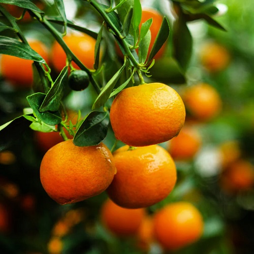 The importance of choosing the best citrus tree fertilizer