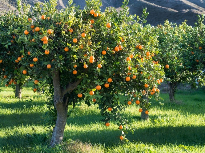 The best fertilizer for citrus trees - nitrogen fertilizers