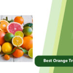 Best Orange Tree Fertilizer: Which one is Best for Citrus?