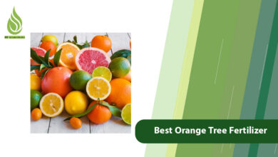 تصویر Best Orange Tree Fertilizer: Which one is Best for Citrus?