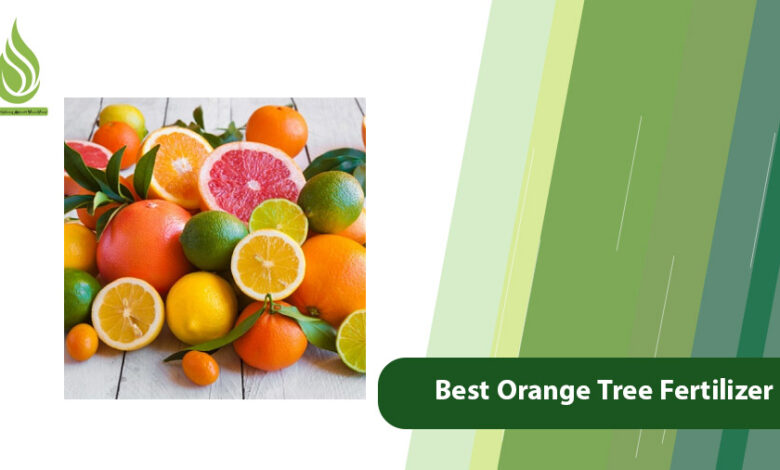 تصویر Best Orange Tree Fertilizer: Which one is Best for Citrus?