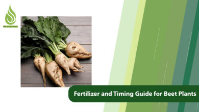 تصویر The Best Fertilizer and Timing Guide for Beet Plants