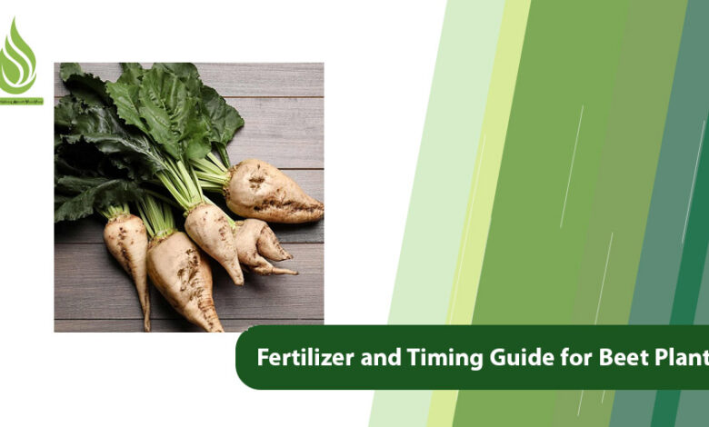 تصویر The Best Fertilizer and Timing Guide for Beet Plants