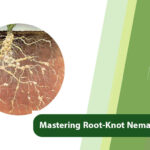 Mastering Root-Knot Nematode Control with Effective Strategies