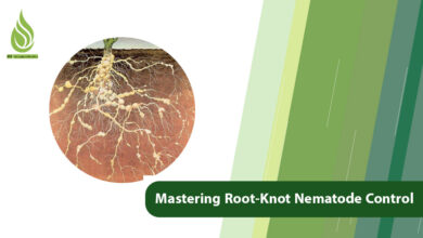 تصویر Mastering Root-Knot Nematode Control with Effective Strategies