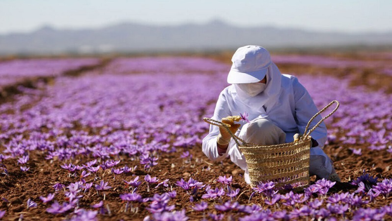 برنامه کوددهی زعفران