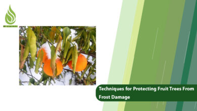 تصویر Useful Techniques for Protecting Fruit Trees From Frost Damage