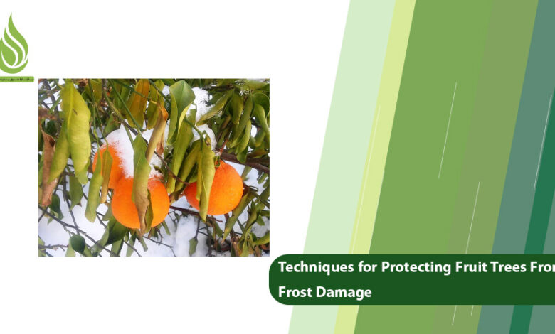 تصویر Useful Techniques for Protecting Fruit Trees From Frost Damage