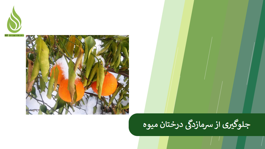 معرفی روش های جلوگیری از سرمازدگی درختان میوه