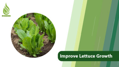 تصویر The Guide to Fertilizing and How to Improve Lettuce Growth