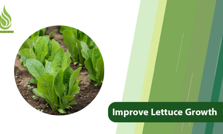 تصویر The Guide to Fertilizing and How to Improve Lettuce Growth