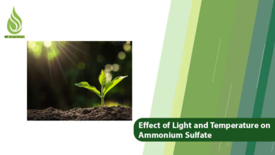 تصویر The Effect of Light and Temperature on Ammonium Sulfate Absorption