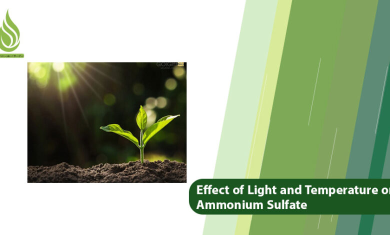 تصویر The Effect of Light and Temperature on Ammonium Sulfate Absorption