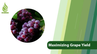 تصویر Measures for Maximizing Grape Yield: Secrets to Fruitfulness