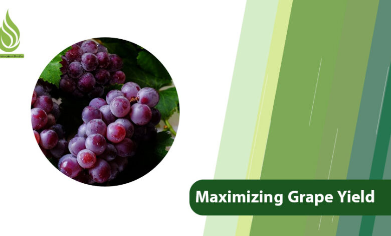 تصویر Measures for Maximizing Grape Yield: Secrets to Fruitfulness