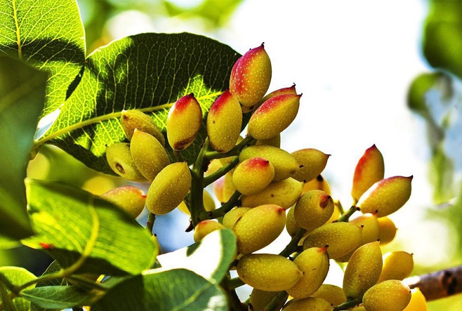 زمان کوددهی برای پر مغز شدن پسته