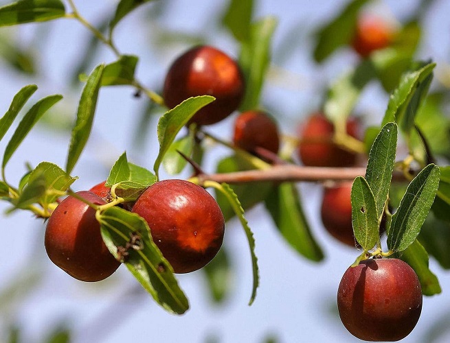 جلوگیری از ترک خوردن عناب با تغذیه مناسب درخت