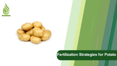 تصویر Effective Fertilization Strategies for Increasing Tonnage of Potato