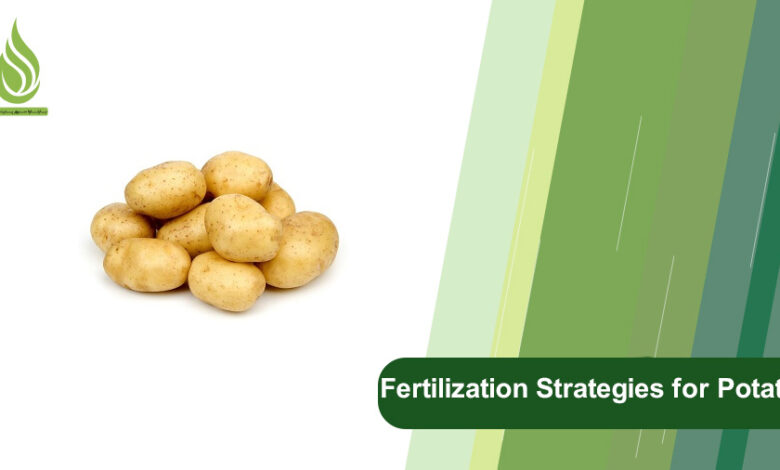 تصویر Effective Fertilization Strategies for Increasing Tonnage of Potato