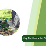 Key Fertilizers for Starter Watering