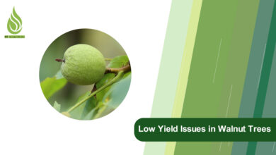 تصویر Solving Low Yield Issues in Walnut Trees: Reasons and Remedies