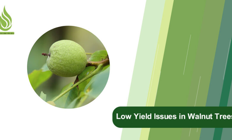 تصویر Solving Low Yield Issues in Walnut Trees: Reasons and Remedies