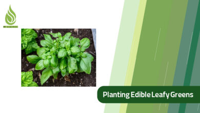 تصویر Best Time & Conditions for Planting Edible Leafy Greens