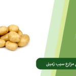 برنامه ریزی برای اعمال کود سیب زمینی