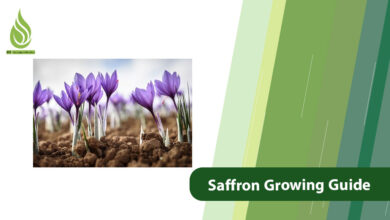 تصویر Saffron Growing Guide: Fertilization from Planting to Harvesting