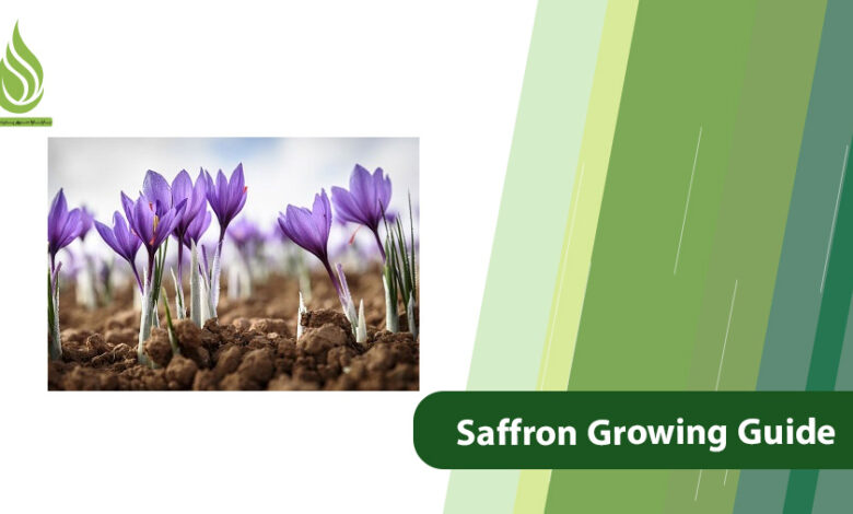 تصویر Saffron Growing Guide: Fertilization from Planting to Harvesting