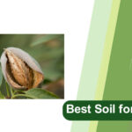 best soil for almond